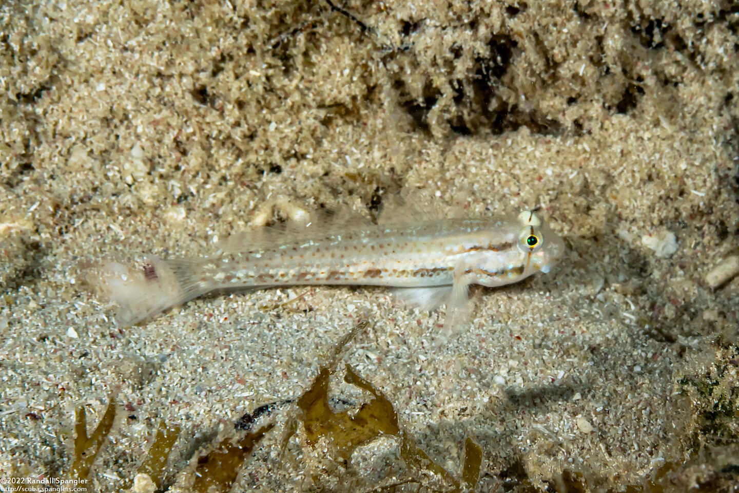 Gnatholepis thompsoni (Goldspot Goby)