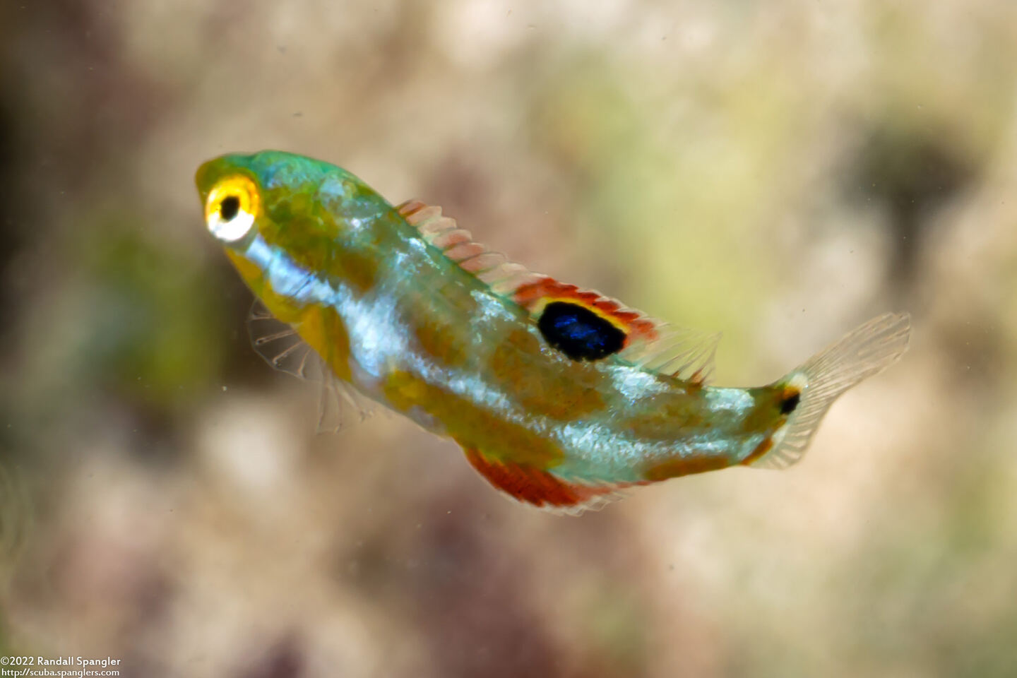 Halichoeres radiatus (Puddingwife)