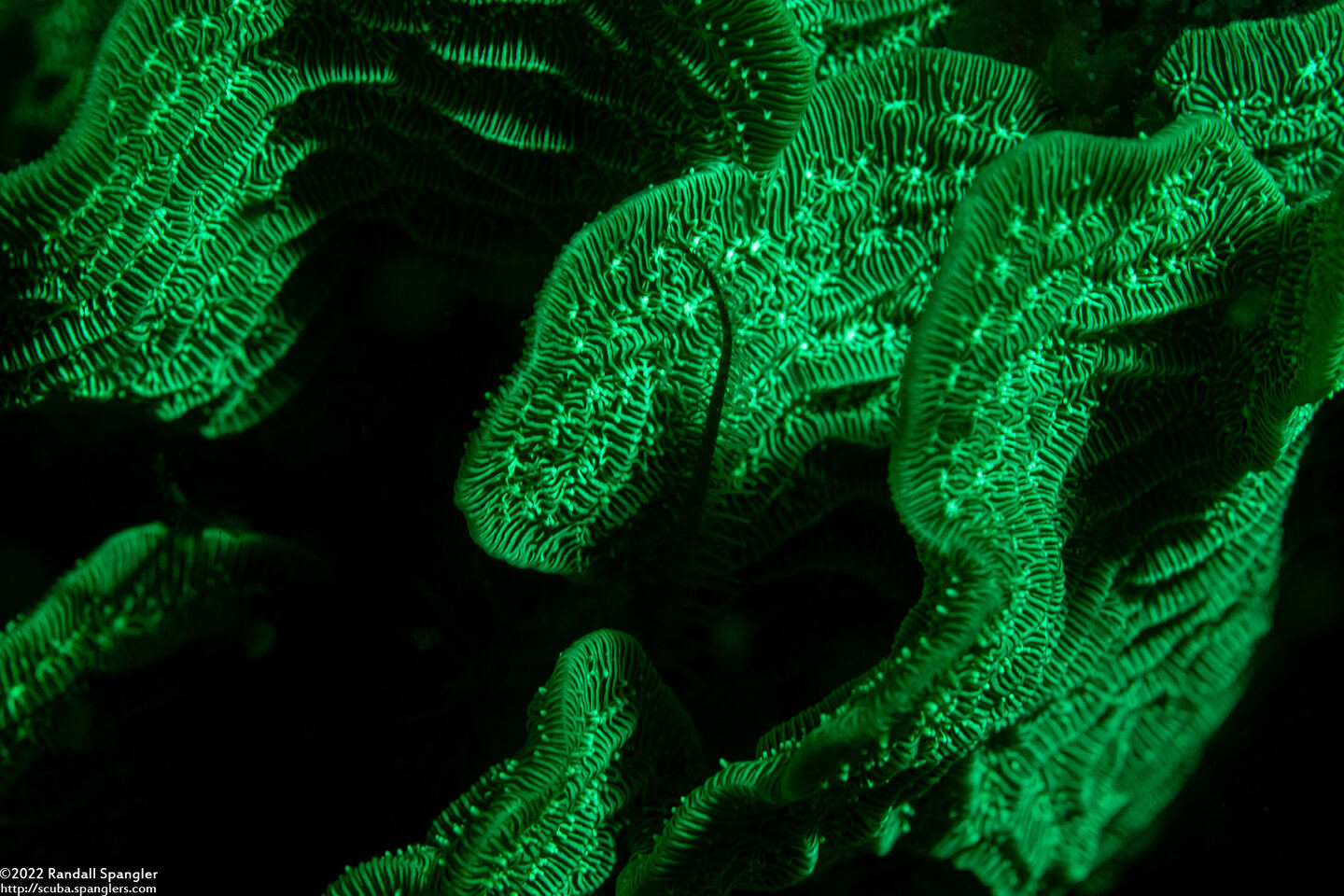 Agaricia tenuifolia (Thin Leaf Lettuce Coral)