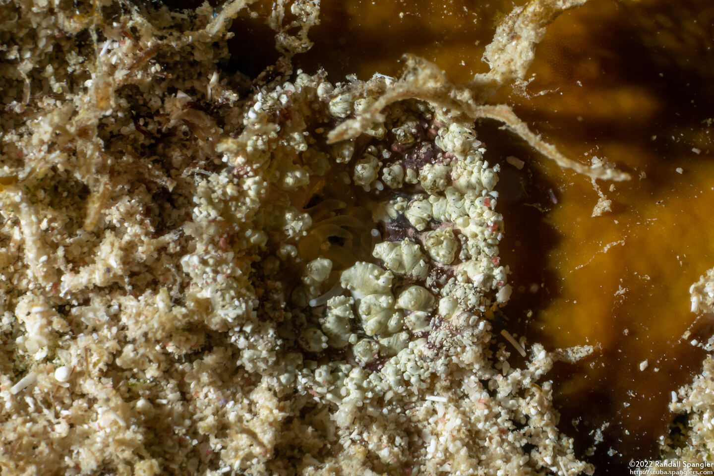 Bunodosoma granuliferum (Warty Anemone)