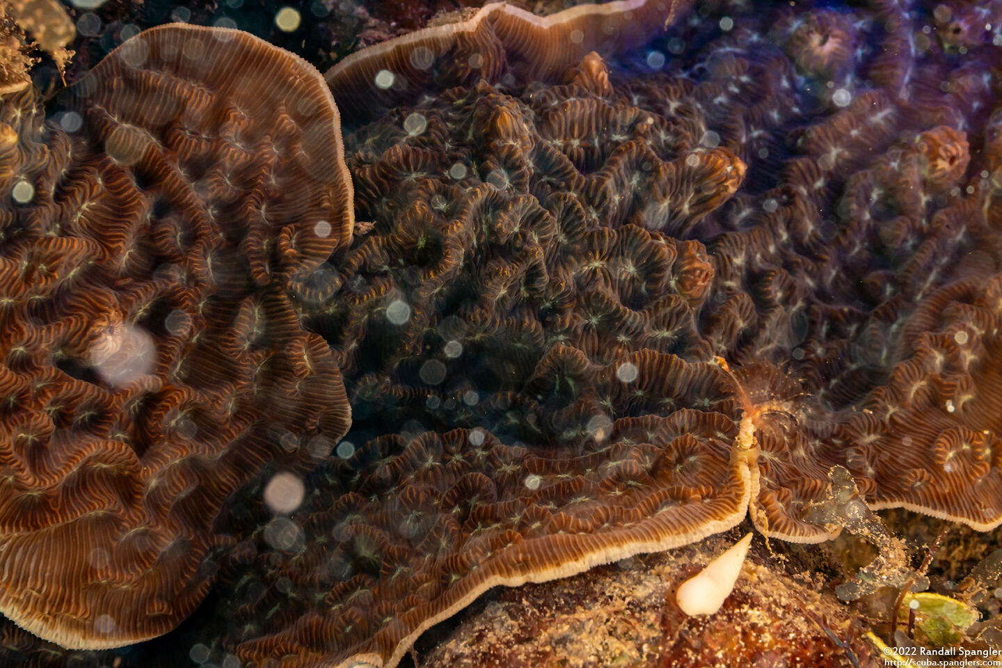 Helioseris cucullata (Sunray Lettuce Coral)