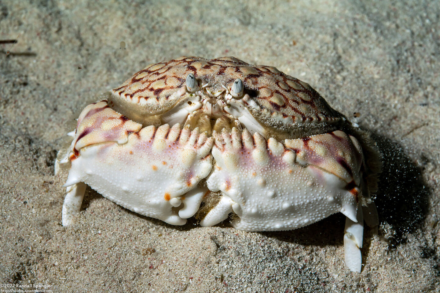 Calappa flammea (Flame Box Crab)