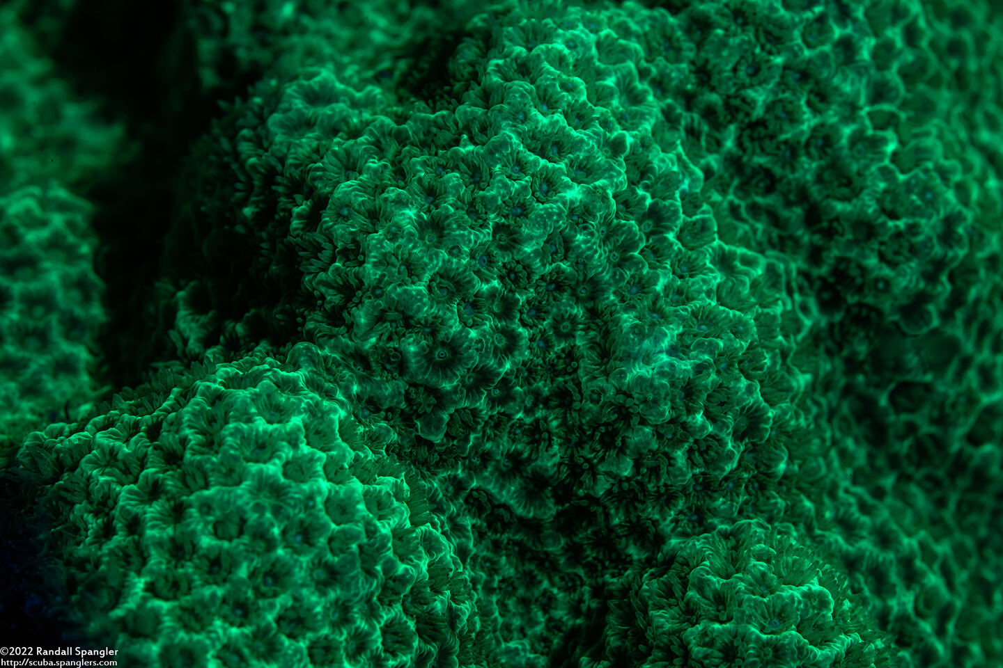 Porites astreoides (Mustard Hill Coral)