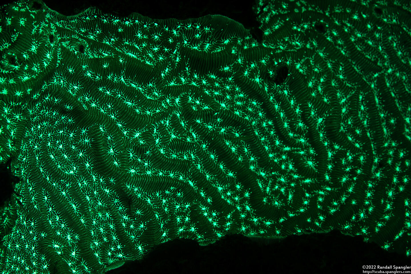 Agaricia lamarcki (Whitestar Sheet Coral)