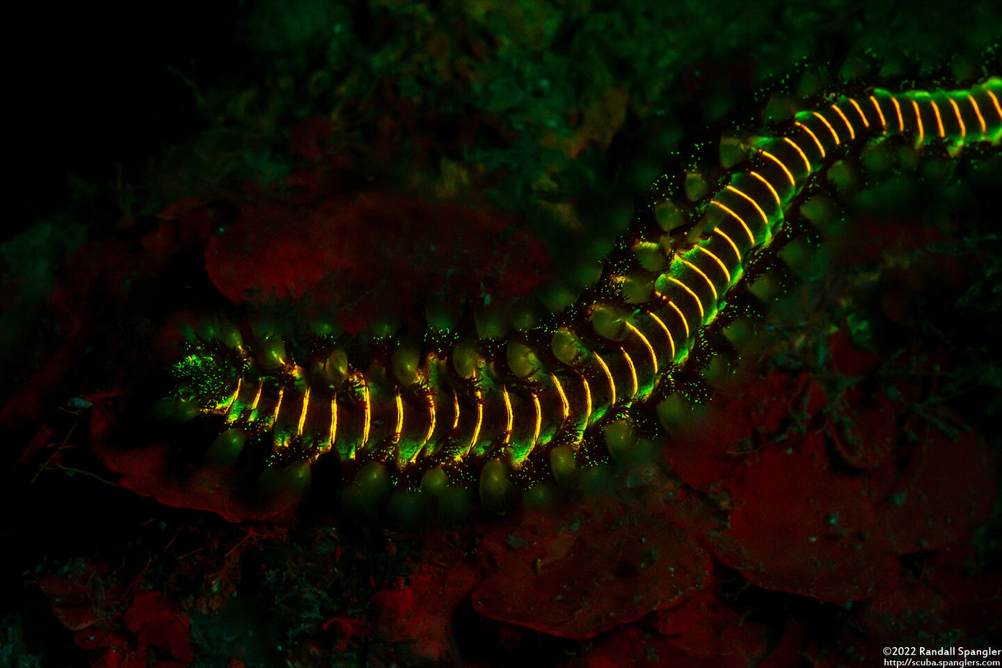 Hermodice carunculata (Bearded Fireworm)