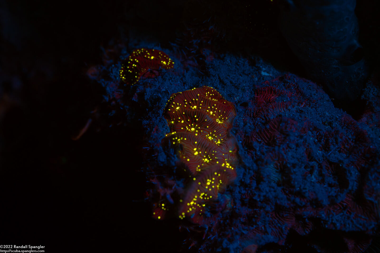 Agaricia grahamae (Dimpled Sheet Coral)