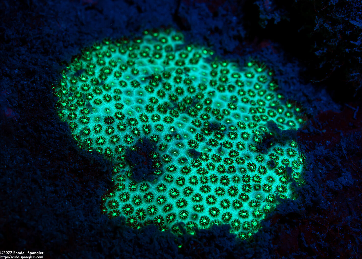 Stephanocoenia intersepta (Blushing Star Coral)