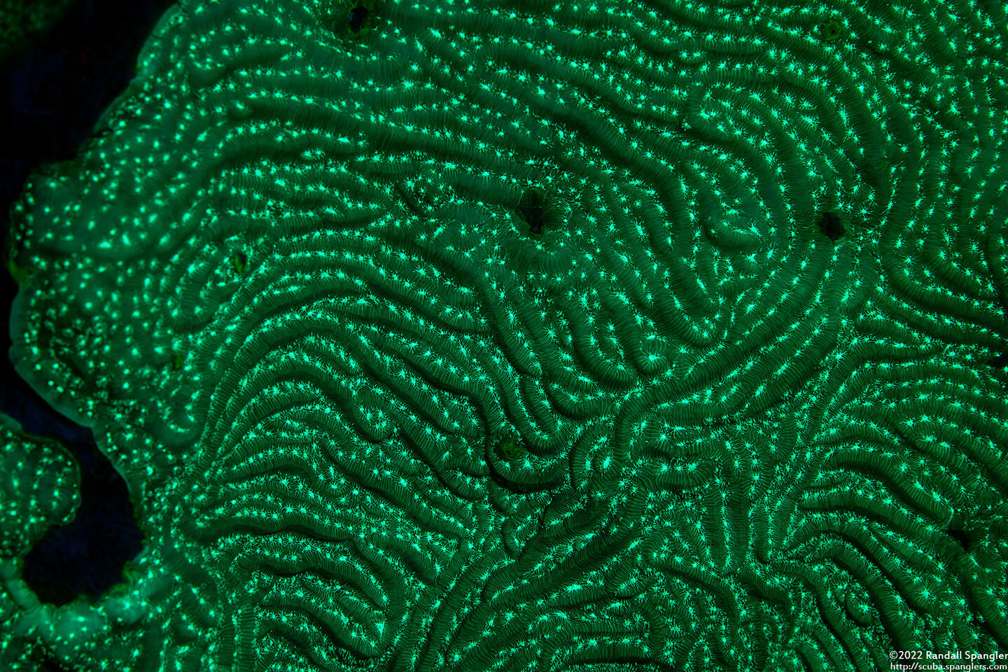 Agaricia agaricites (Lettuce Coral)