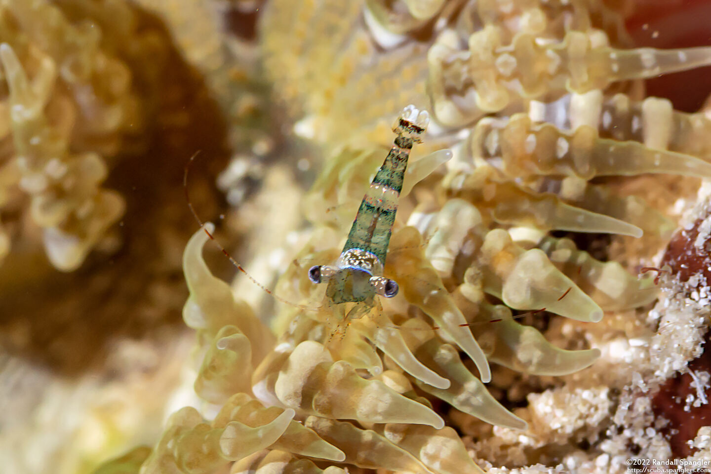 Thor amboinensis (Squat Shrimp)