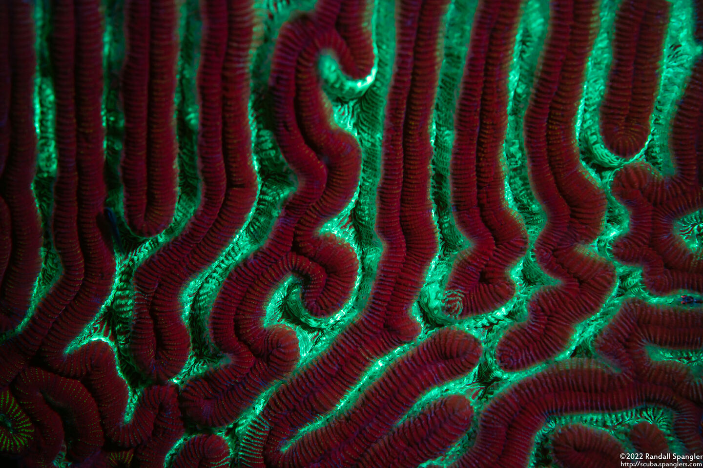 Colpophyllia natans (Boulder Brain Coral)