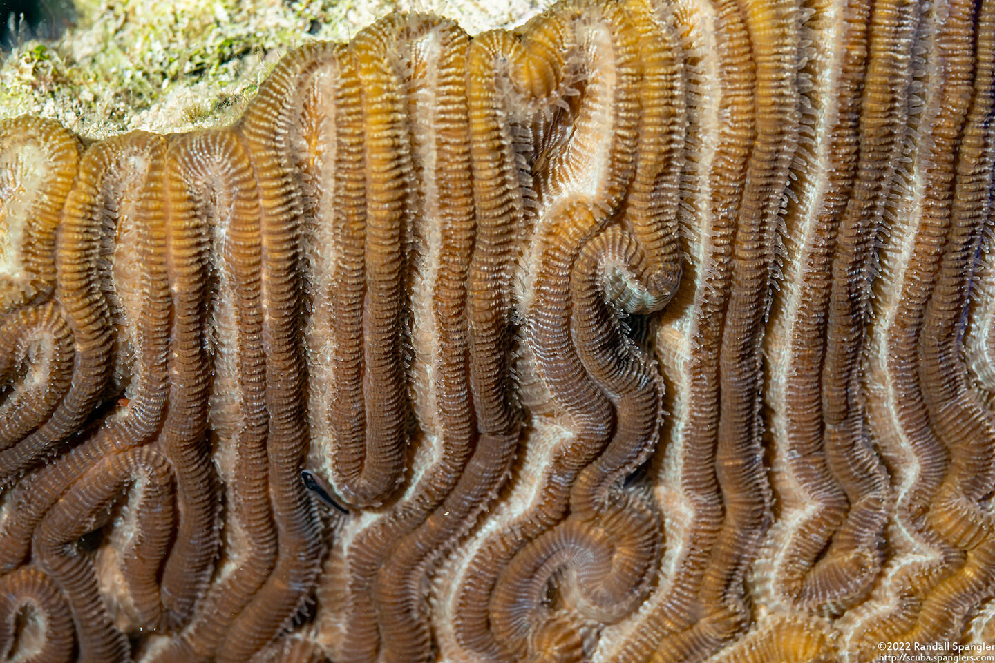 Colpophyllia natans (Boulder Brain Coral)