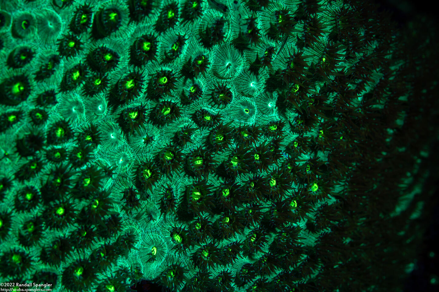 Orbicella faveolata (Mountainous Star Coral)