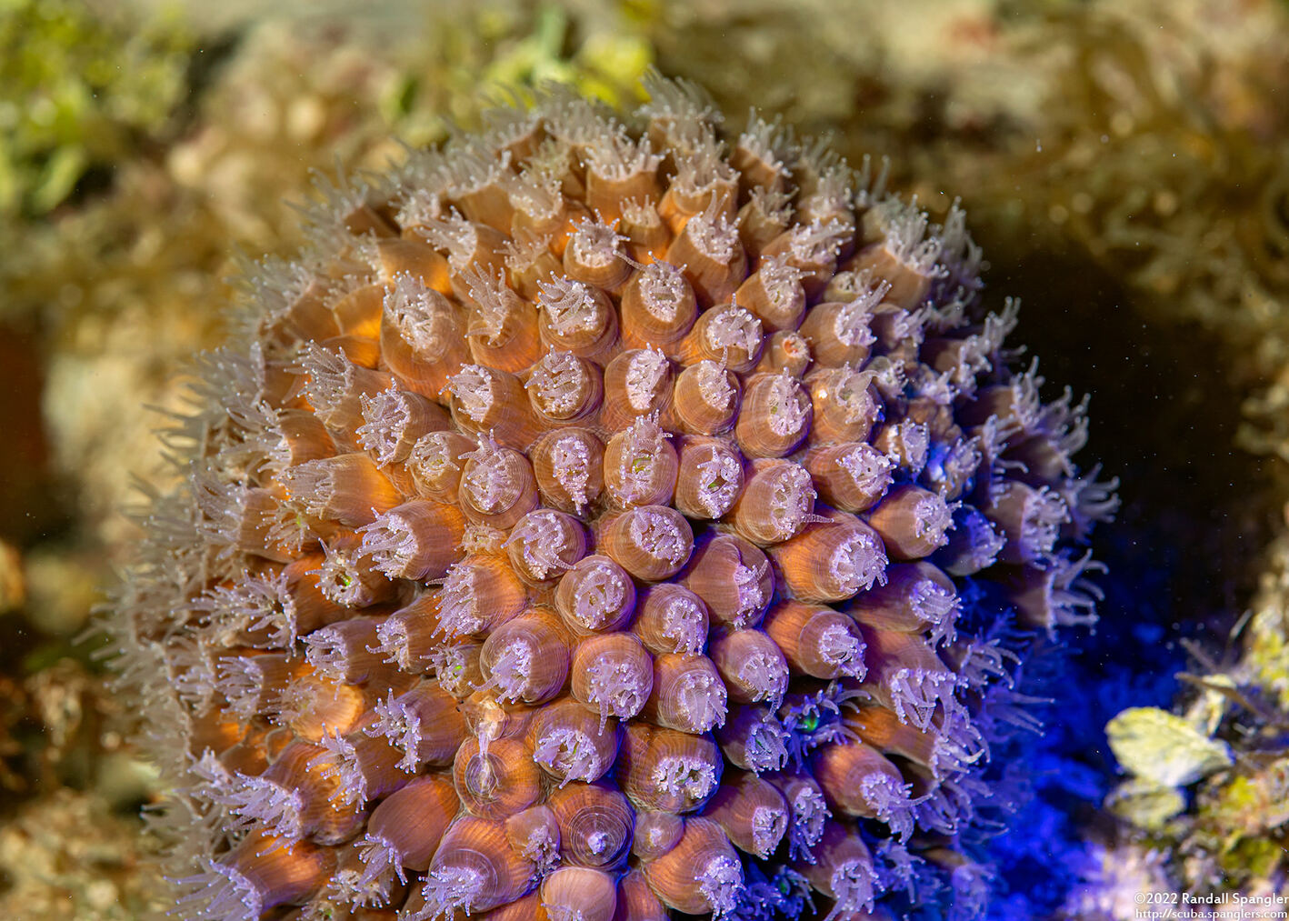 Montastraea cavernosa (Great Star Coral)