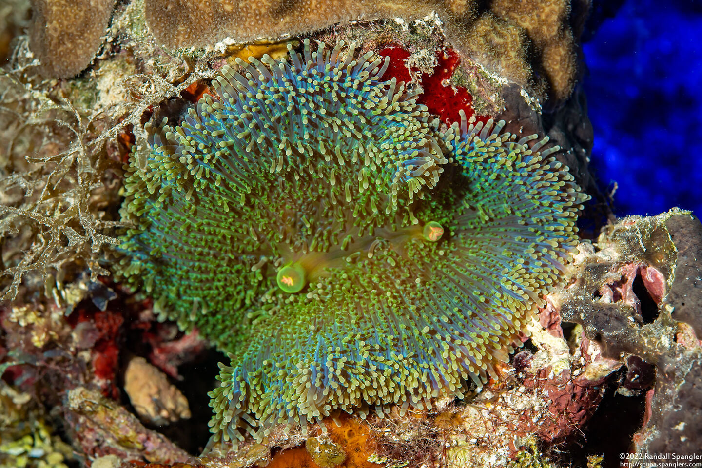 Ricordea florida (Florida Corallimorph)