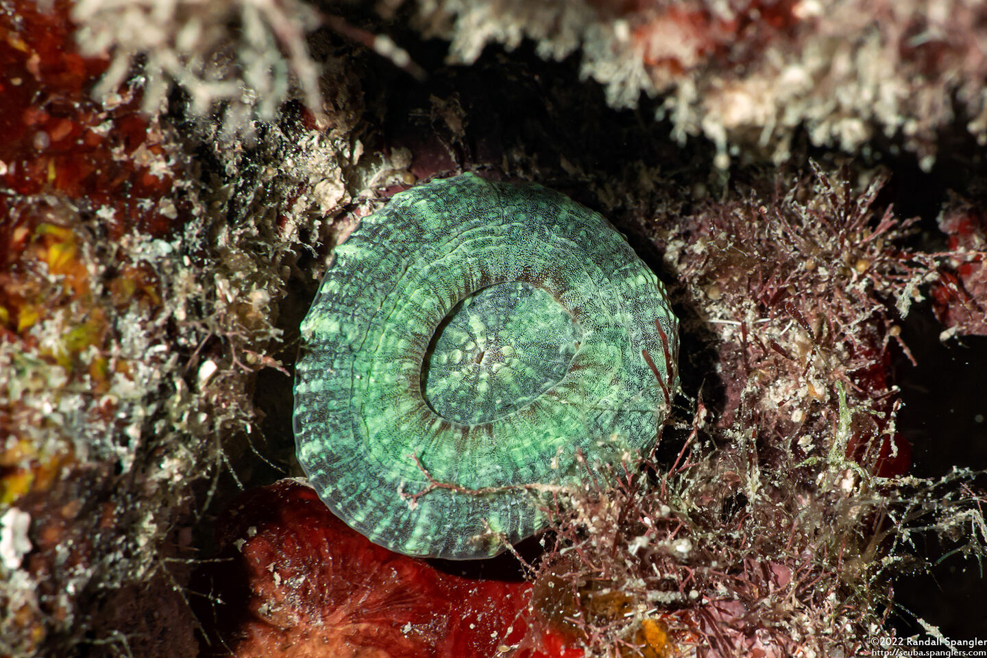 Scolymia wellsii (Solitary Disc Coral)
