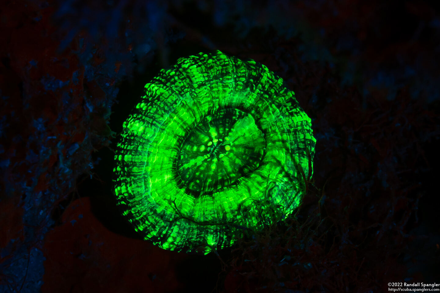 Scolymia wellsii (Solitary Disc Coral)