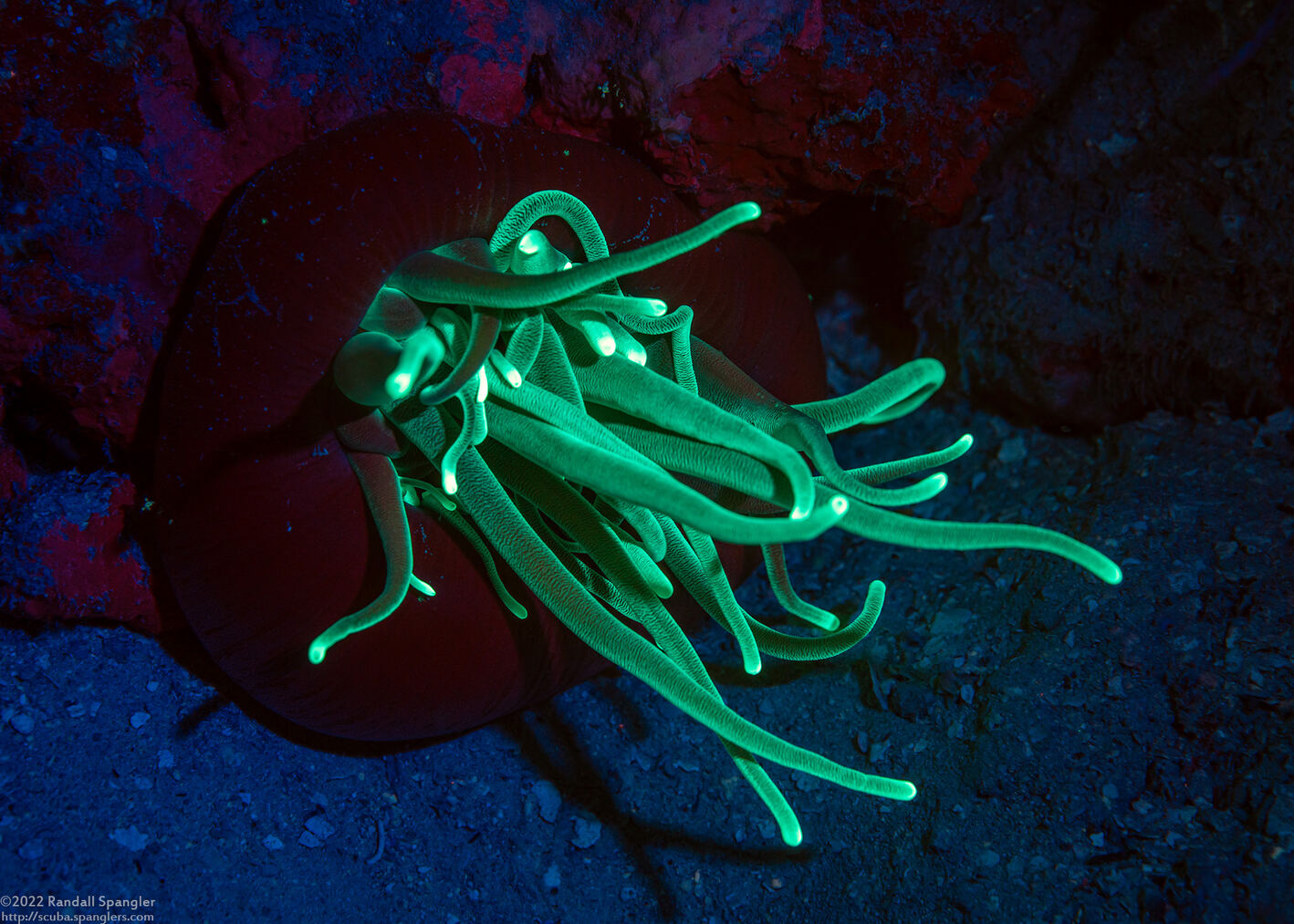 Condylactis gigantea (Giant Anemone)