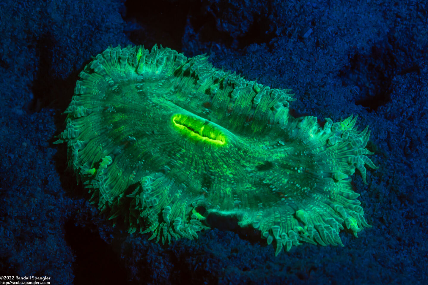 Phymanthus crucifer (Beaded Anemone)