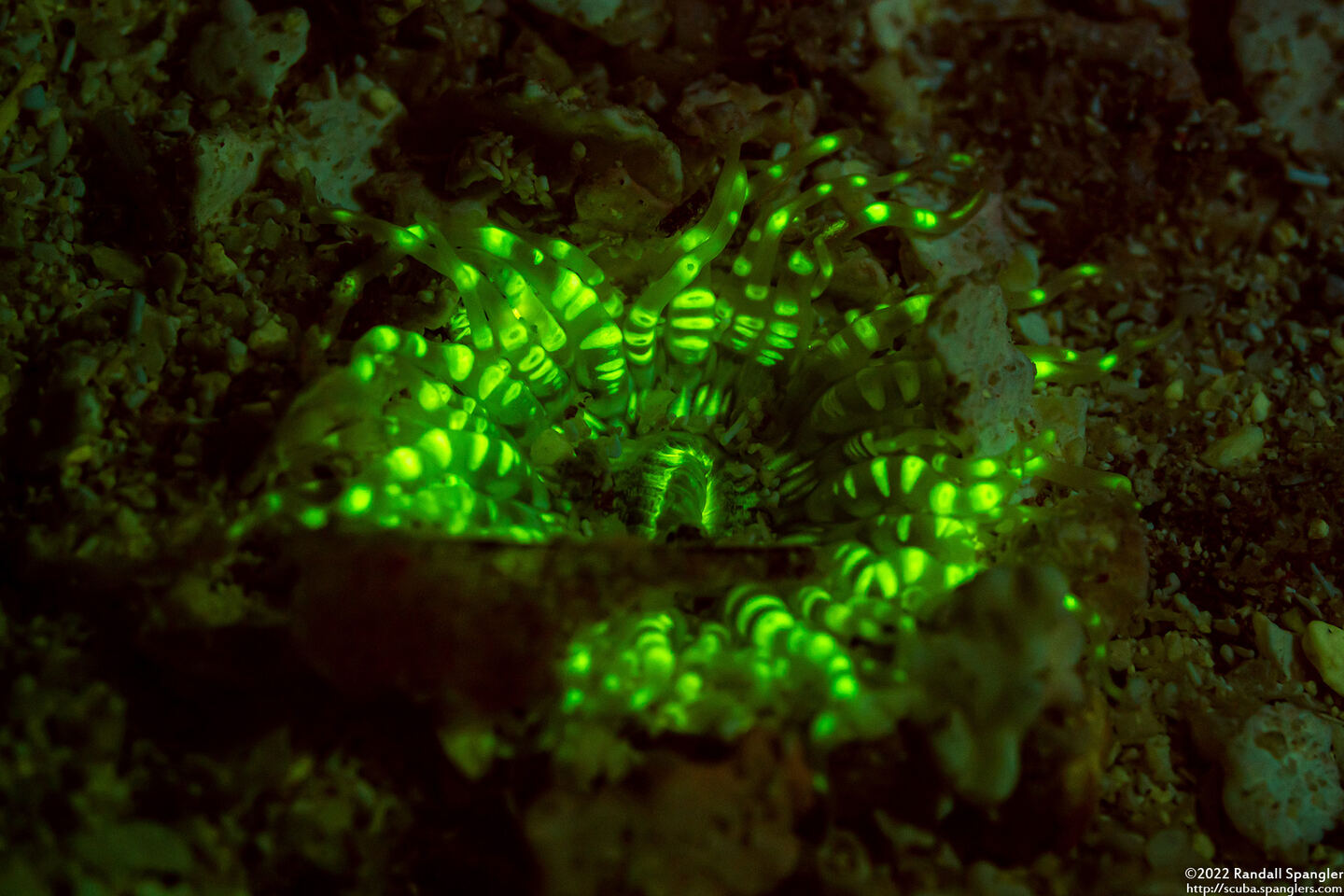 Bunodosoma granuliferum (Warty Anemone)