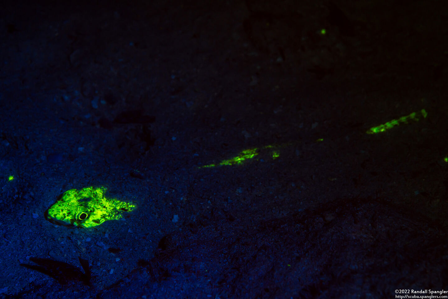 Synodus intermedius (Sand Diver)