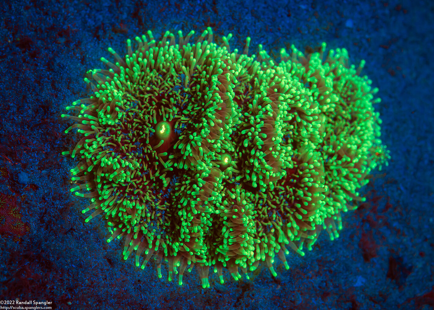 Ricordea florida (Florida Corallimorph)