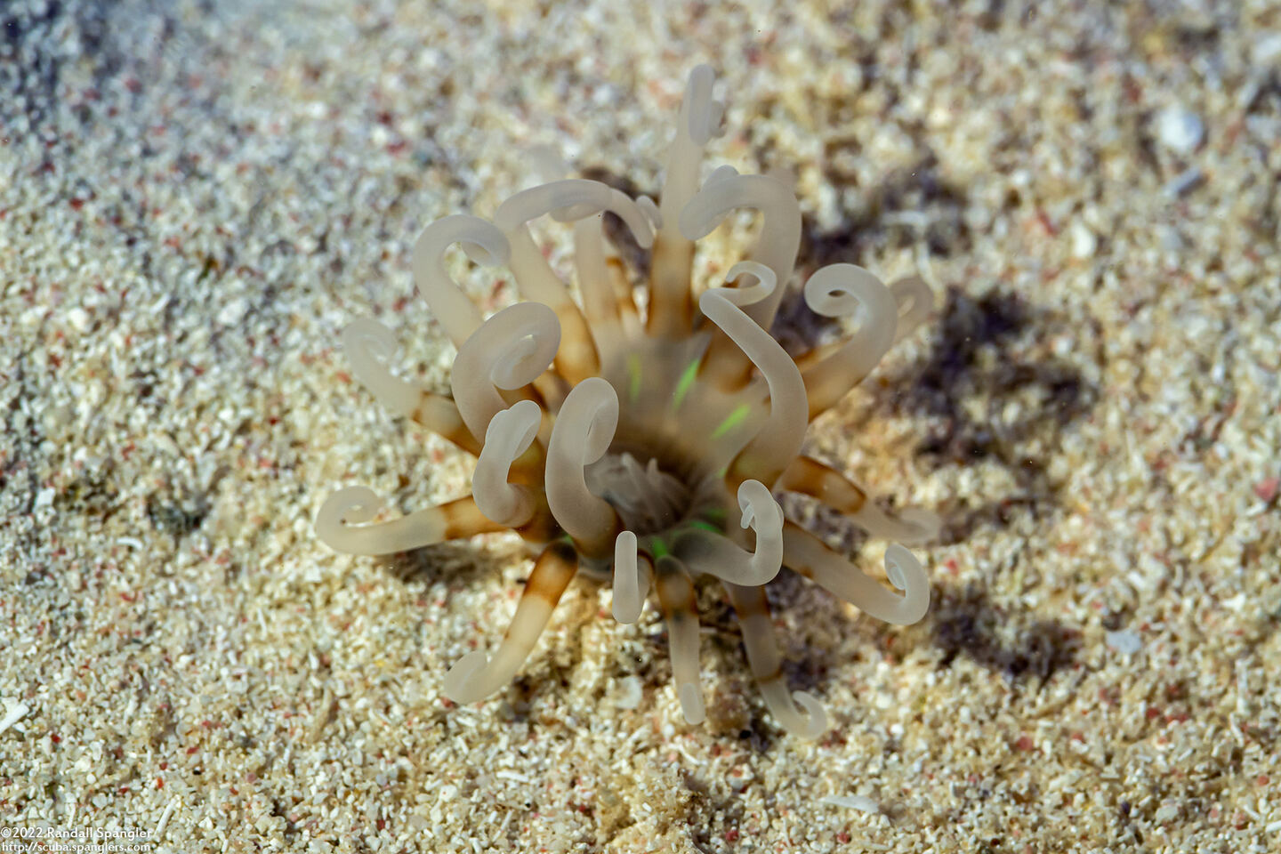 Isarachnanthus nocturnus (Banded Tube-Dwelling Anemone)