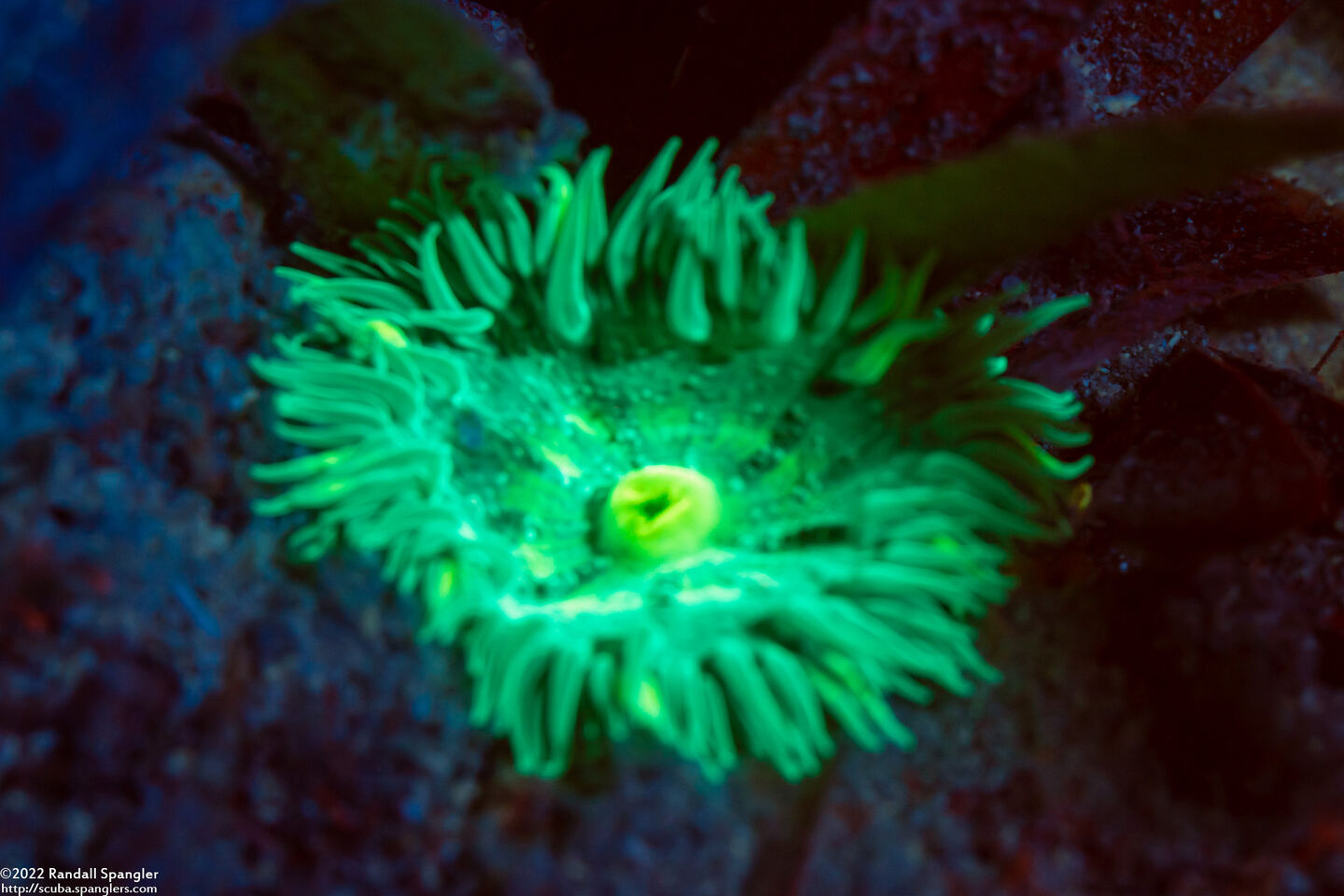 Phymanthus crucifer (Beaded Anemone)
