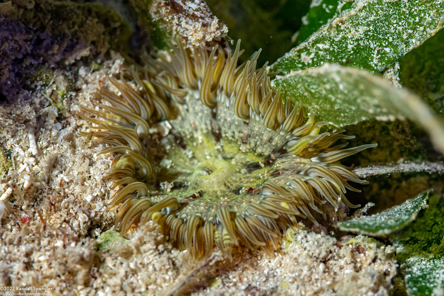Phymanthus crucifer (Beaded Anemone)
