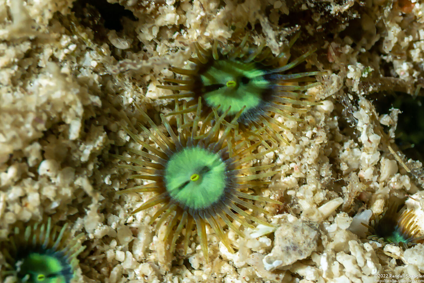 Zoanthus pulchellus (Mat Zoanthid)