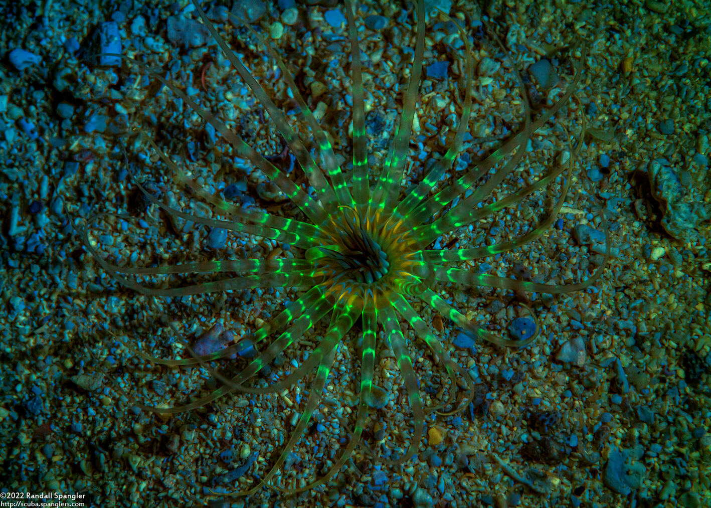 Isarachnanthus nocturnus (Banded Tube-Dwelling Anemone)