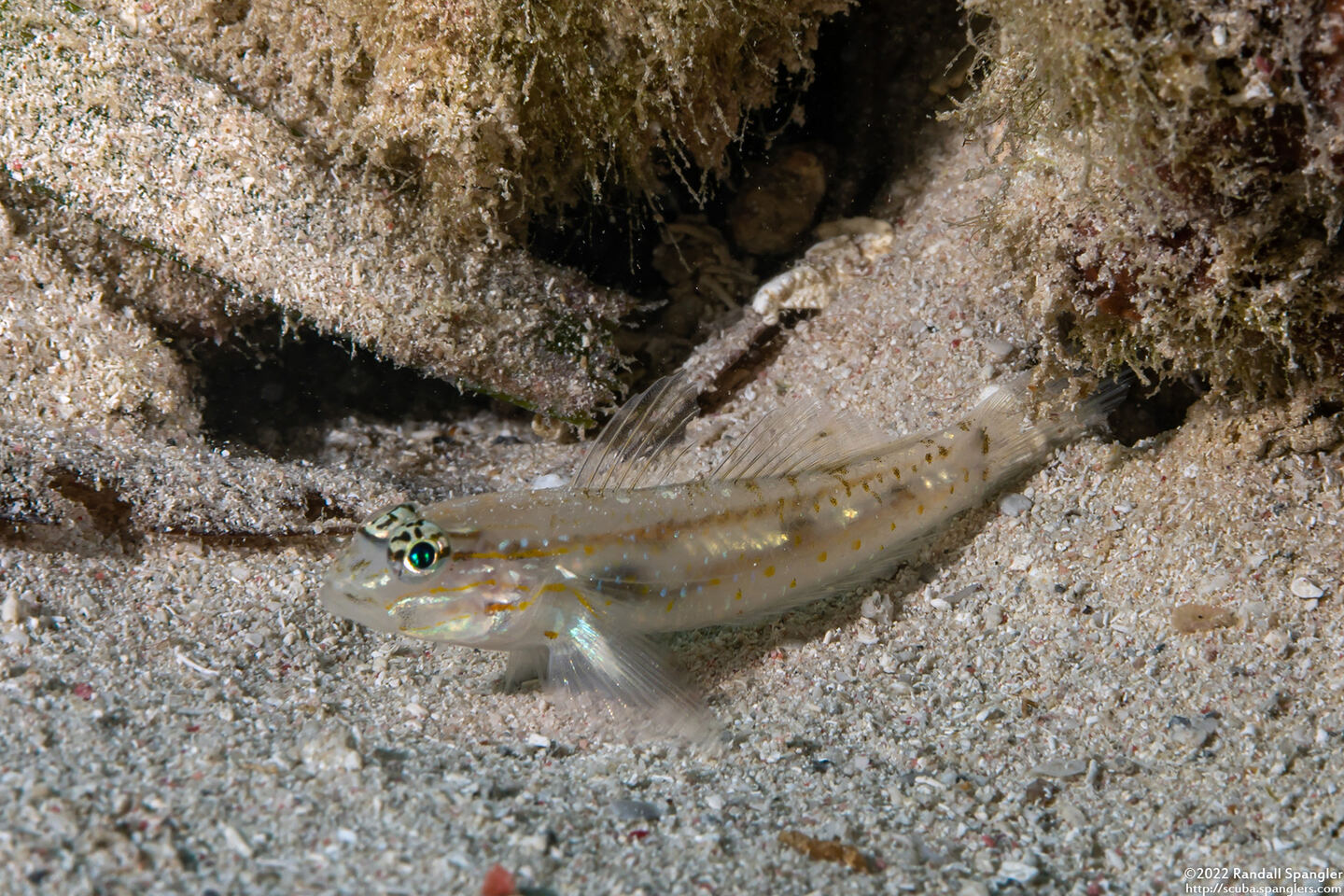 Coryphopterus venezuelae (Sand-Canyon Goby)