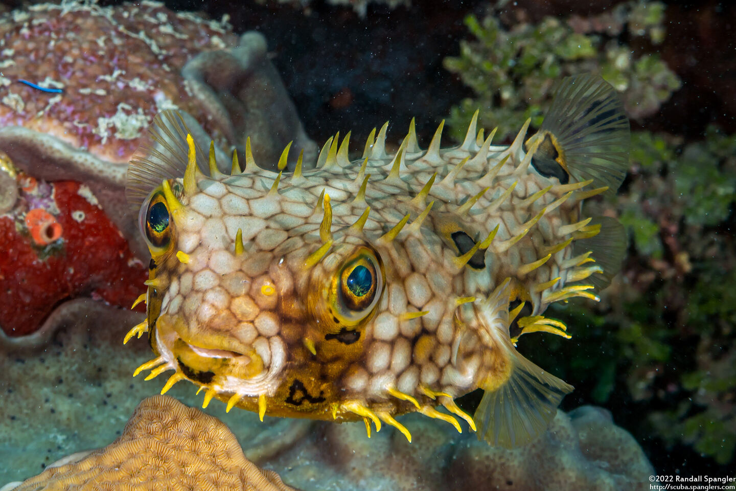 Chilomycterus antillarum (Web Burrfish)