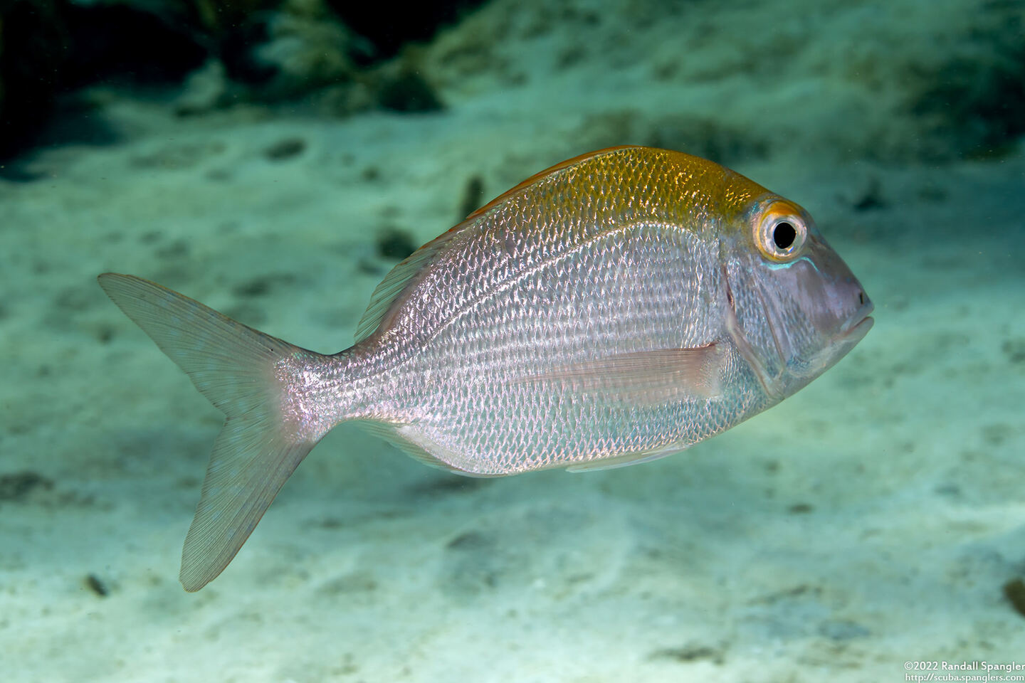 Calamus calamus (Saucereye Porgy)