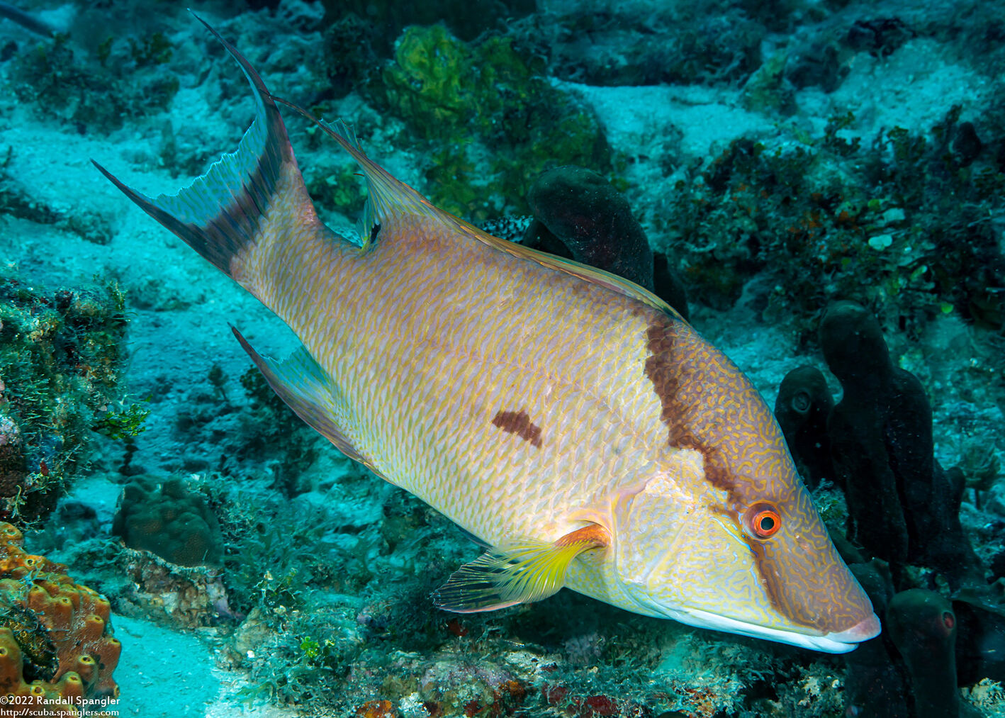 Lachnolaimus maximus (Hogfish)