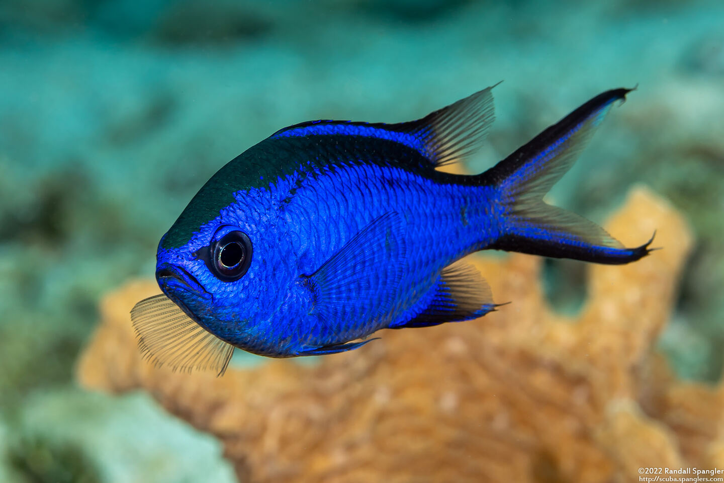 Chromis cyanea (Blue Chromis)