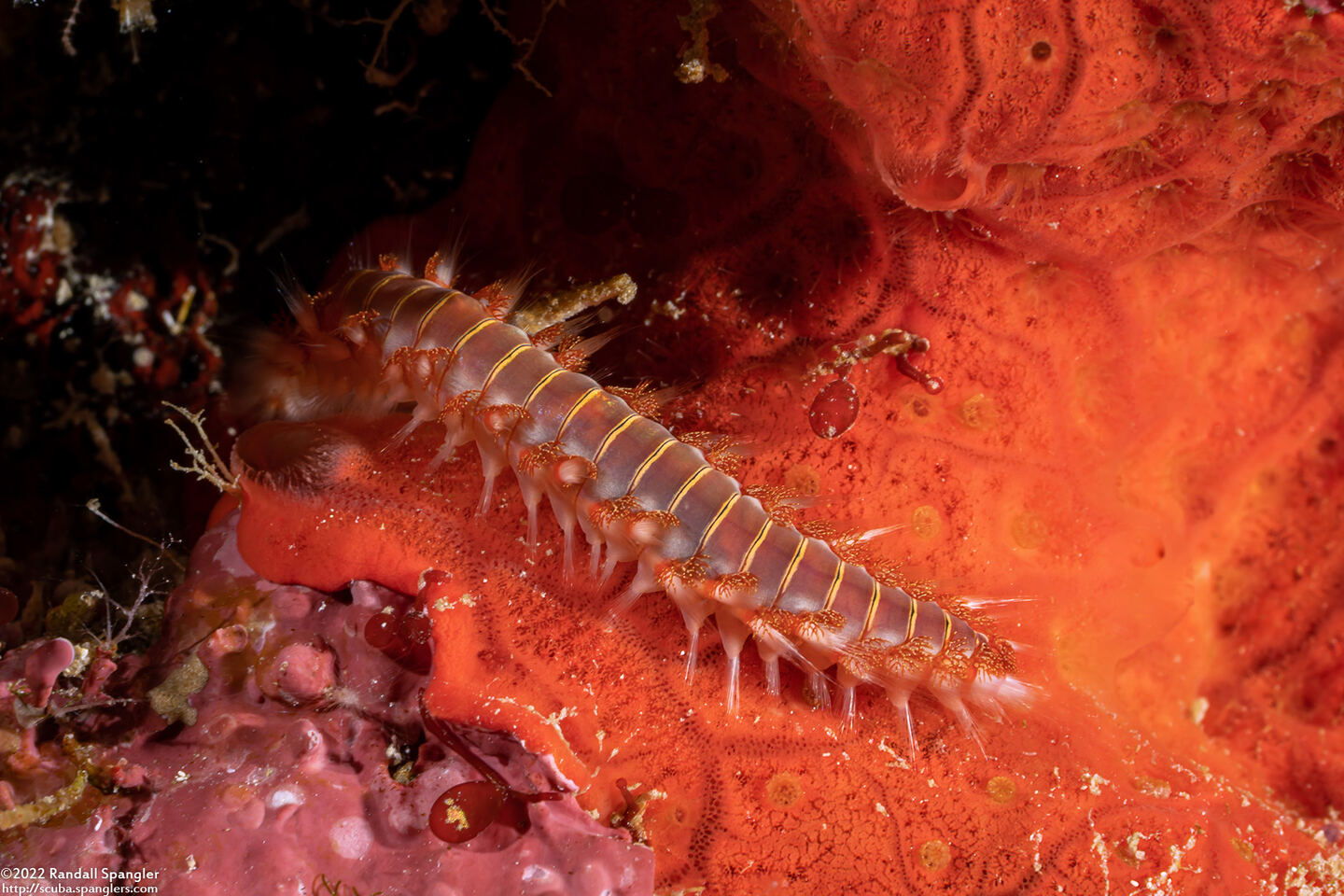 Hermodice carunculata (Bearded Fireworm)