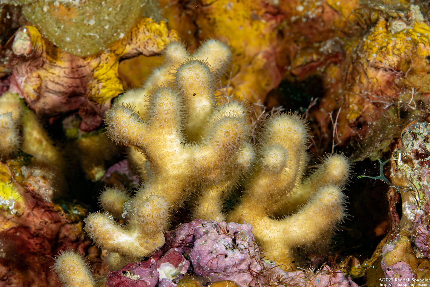 Madracis auretenra (Yellow Pencil Coral)