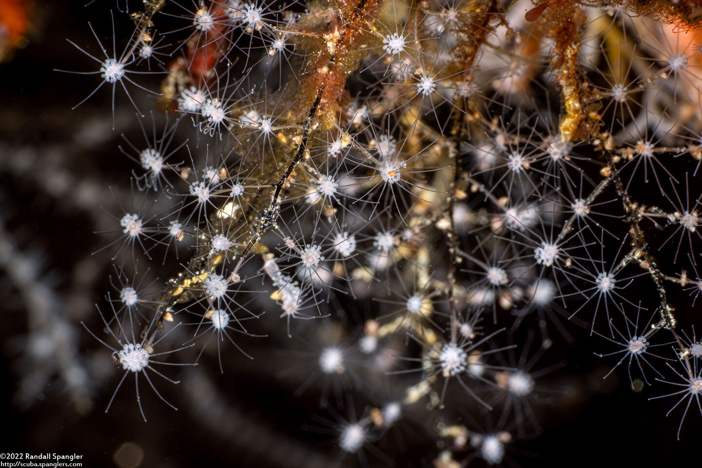 Pennaria disticha (Christmas Tree Hydroid)