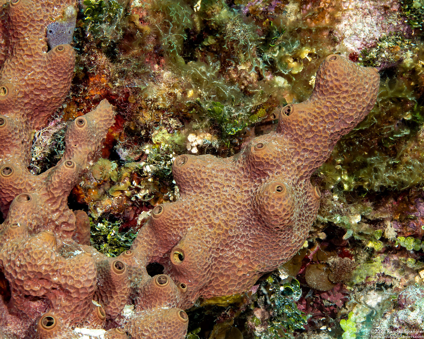Verongula rigida (Pitted Sponge)