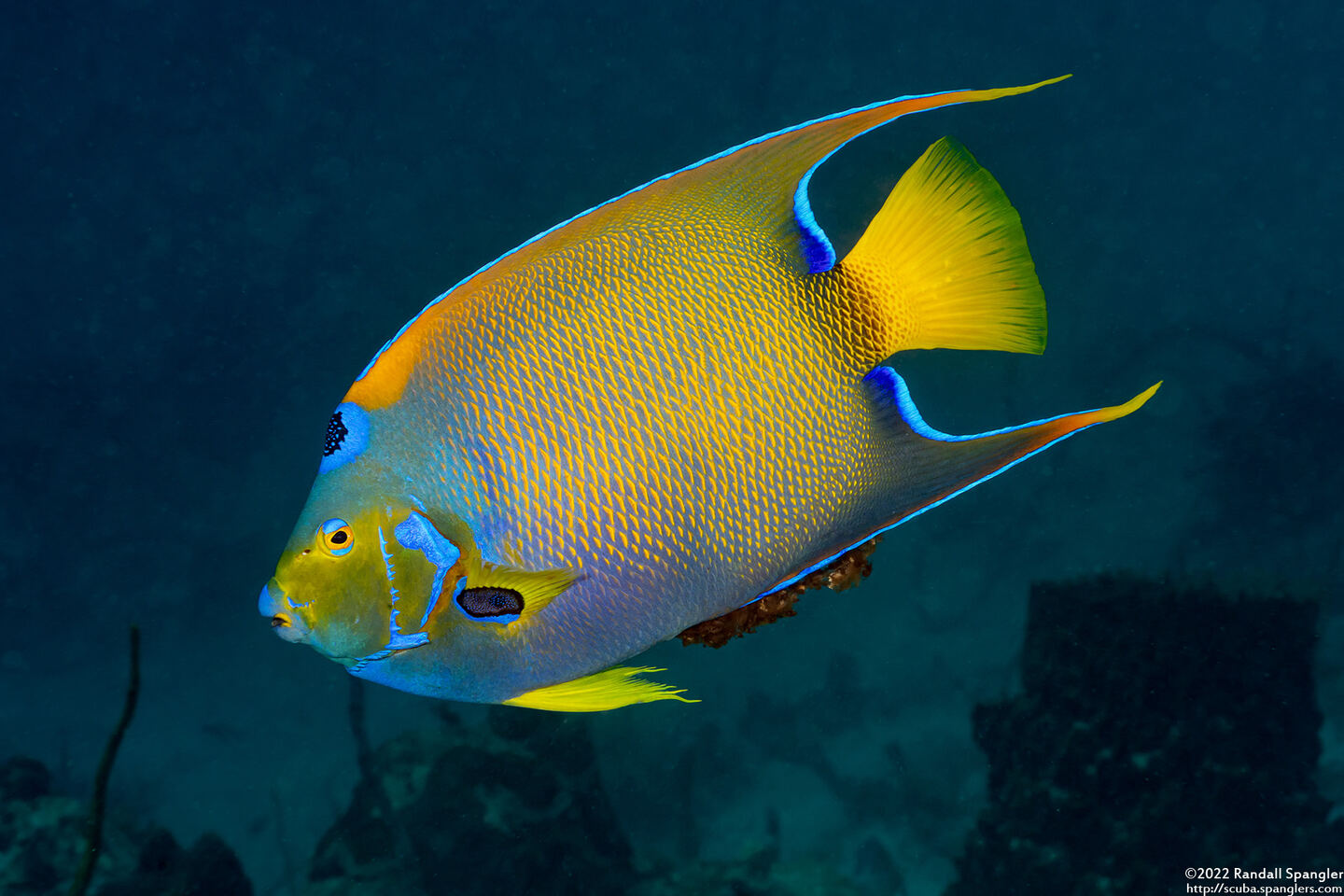 Holacanthus ciliaris (Queen Angelfish)