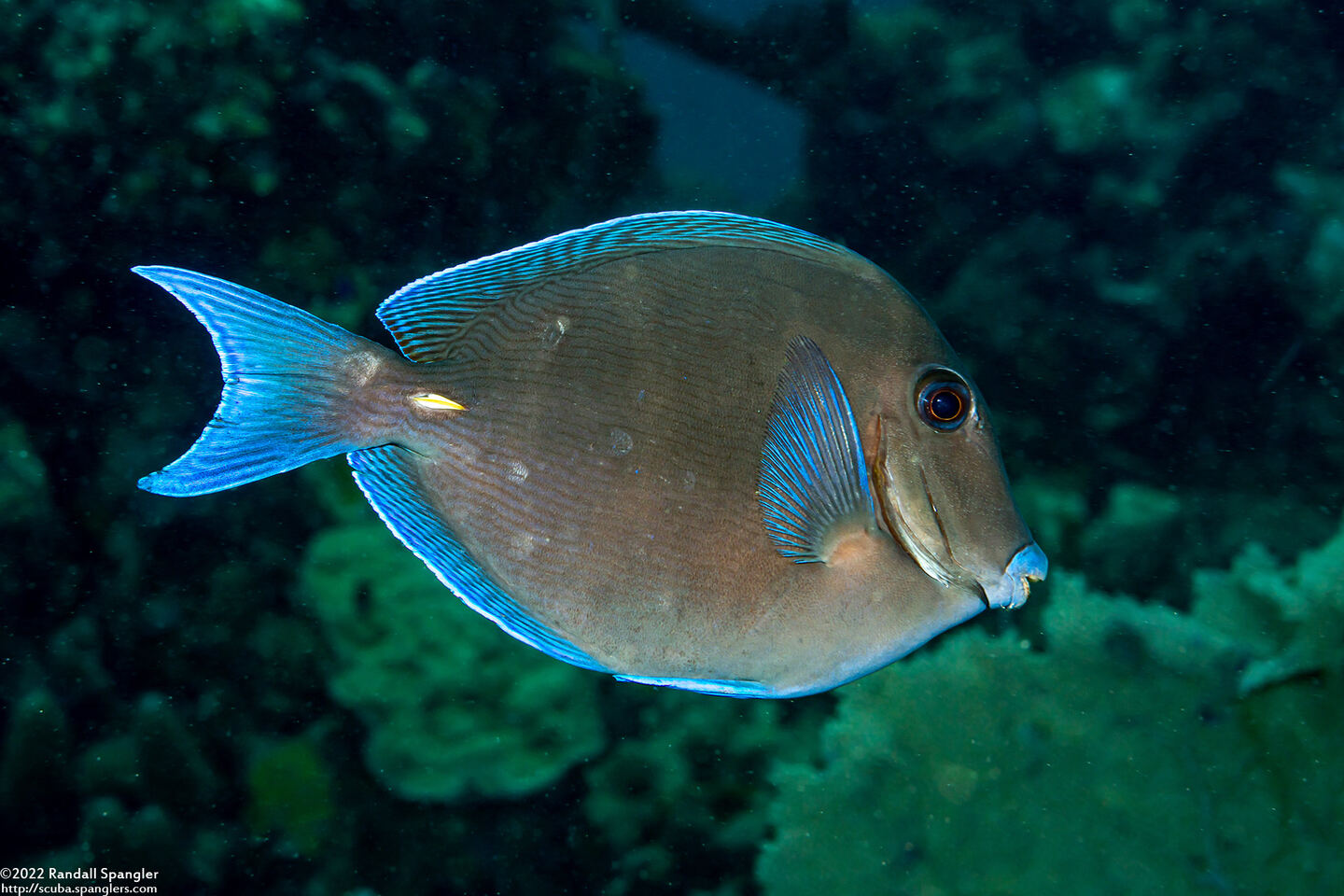 Acanthurus coeruleus (Blue Tang)