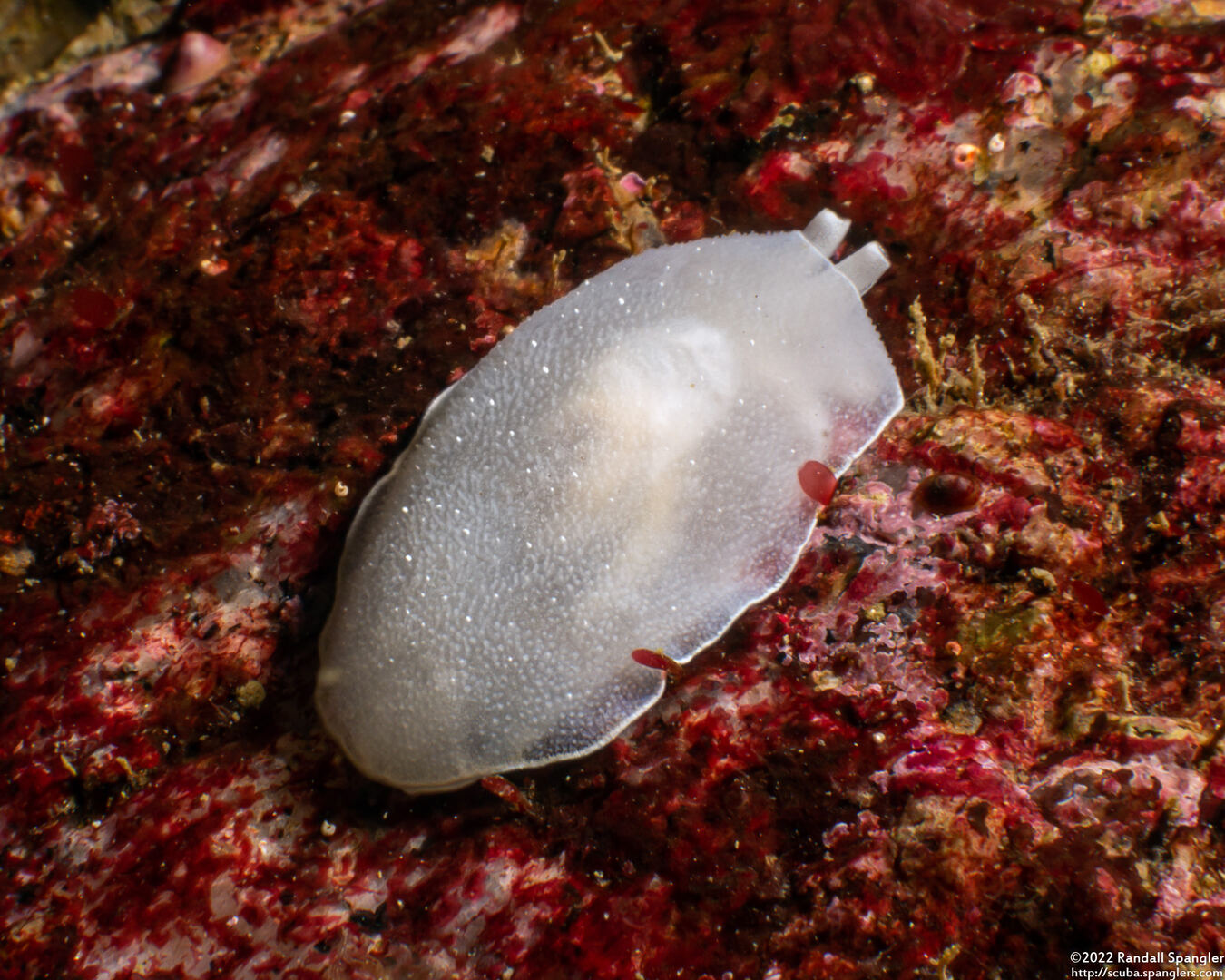 Berthella chacei (White Berthella)