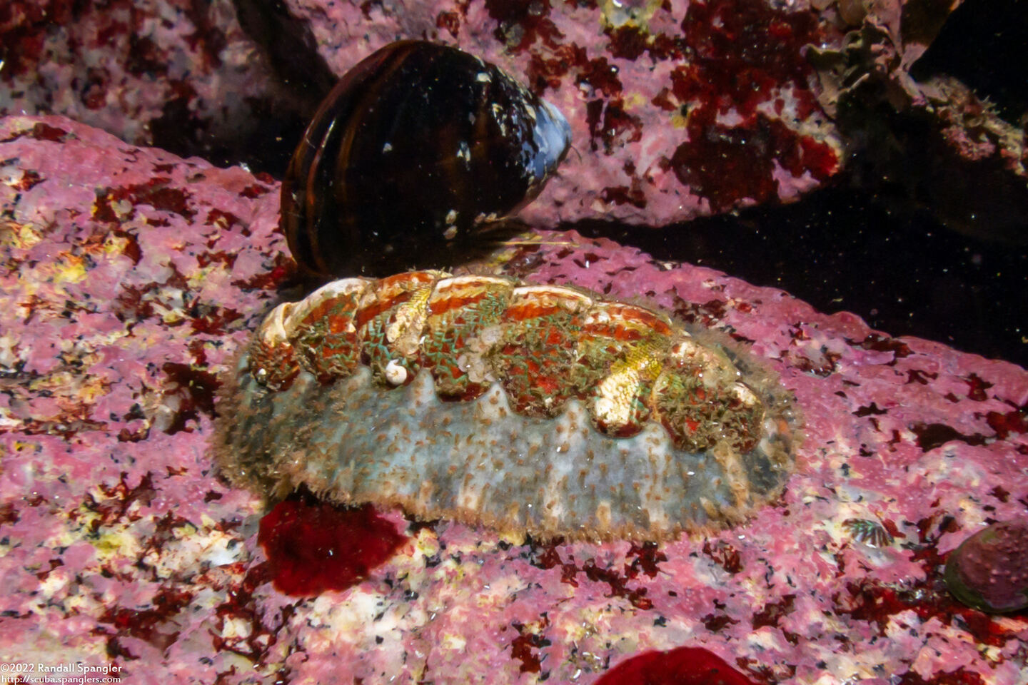 Mopalia spectabilis (Red-Flecked Mopalia)