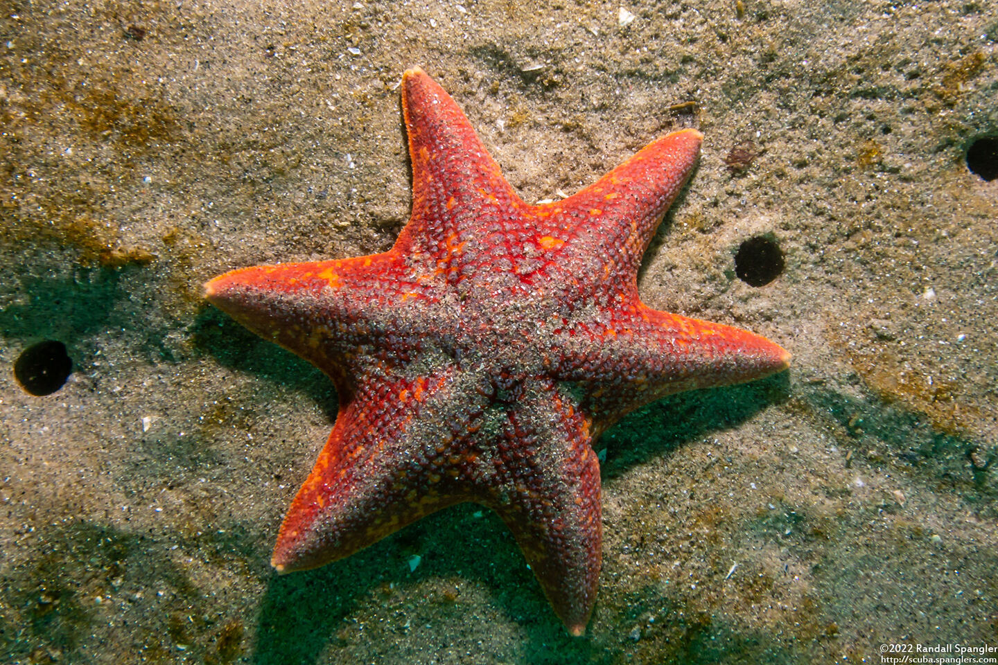 Patiria miniata (Bat Star)