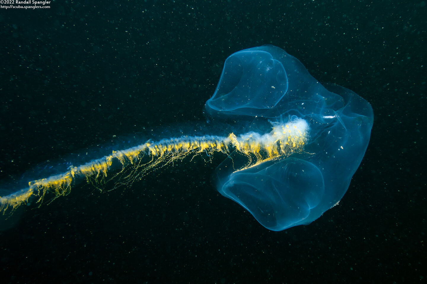 Praya sp.1 (Praya sp.1)