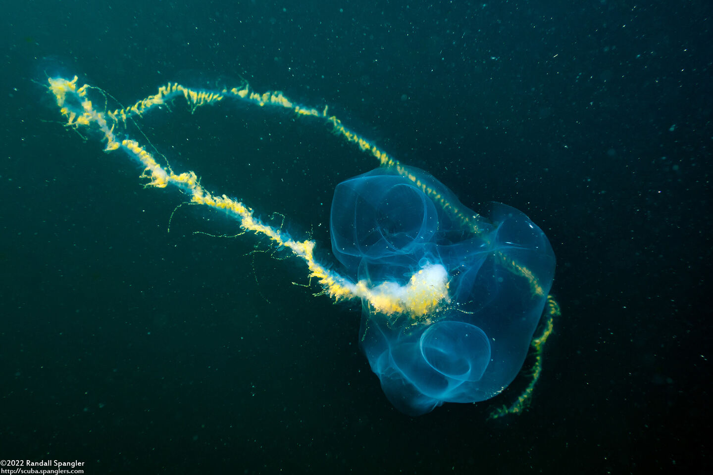 Praya sp.1 (Praya sp.1)