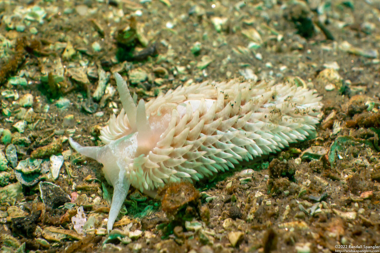 Aeolidia loui (Shag-Rug Aeolid)