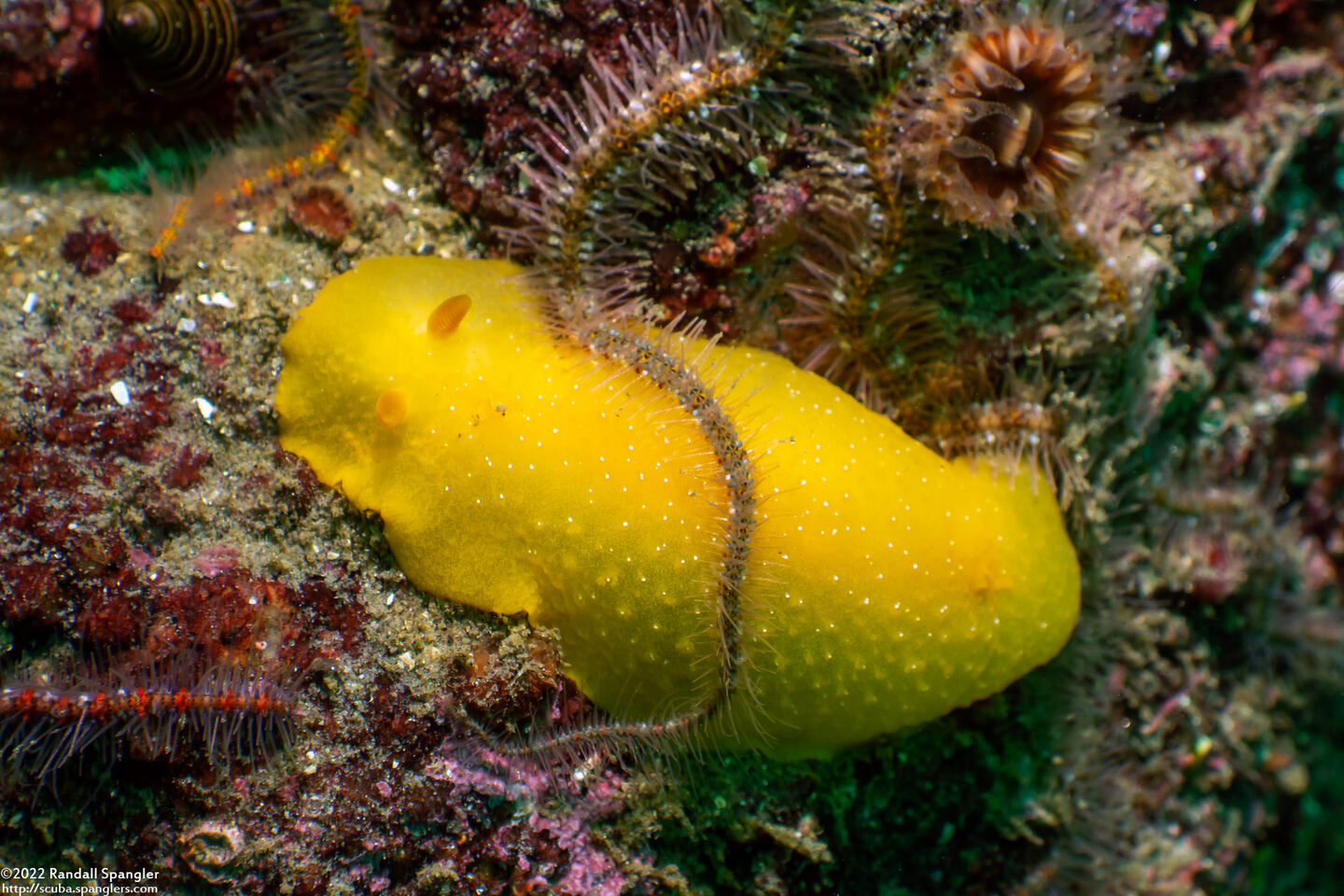 Doriopsilla fulva (White-Speckled Dorid)
