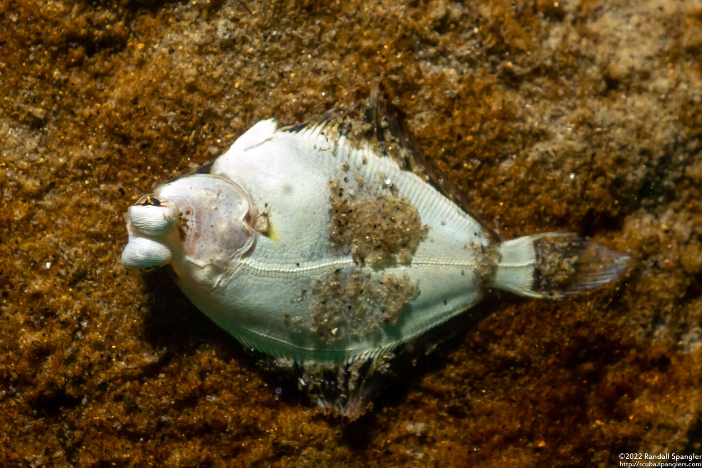 Pleuronichthys coenosus (C-O Sole)