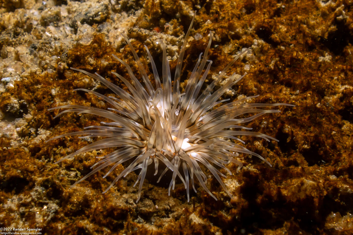 Diadumene leucolena (Ghost Anemone)
